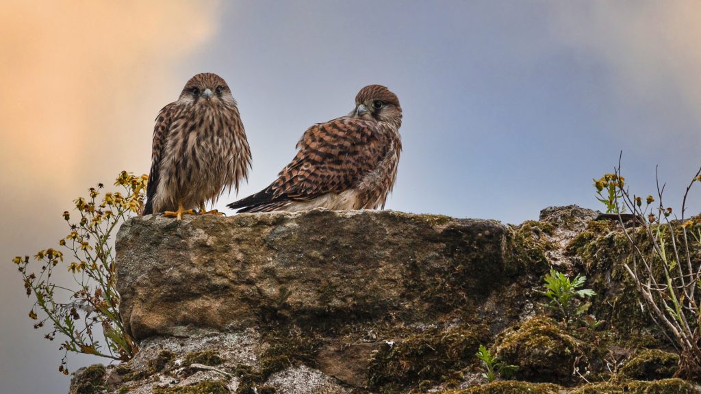 Two juvenile kestrels sitting on the edge of a rock, with thin branches to their left and right.