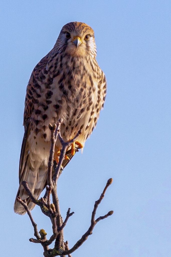 A kestrel sitting atop a branch looking into the camera with a flat blue sky behind it.