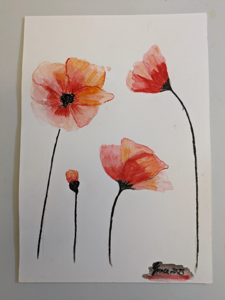 Four red/pink poppies on a white background, each in different stages of bloom.