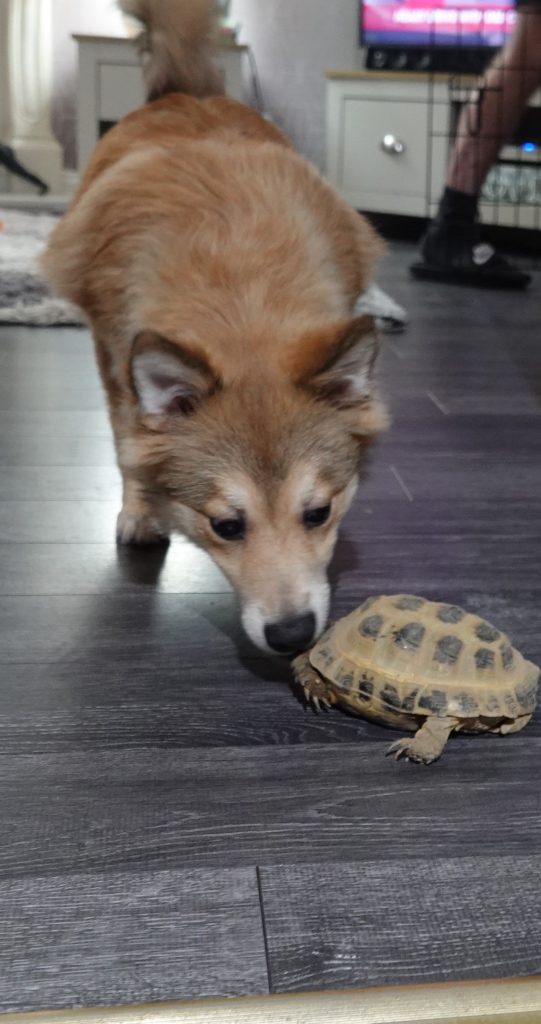 A ginger and white dog leaning down to touch a tortoise.