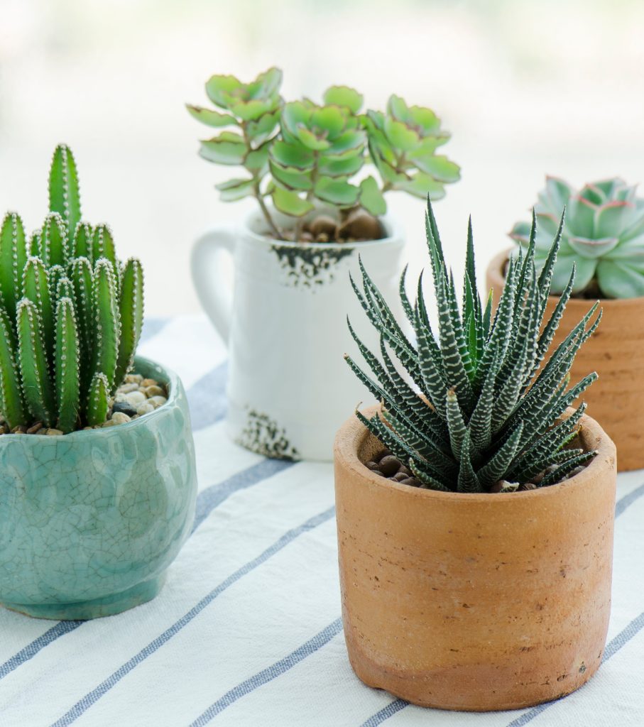 Plants and cactus in pots.