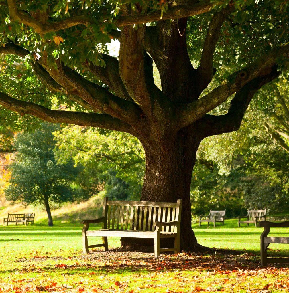 A bench under a tree in a park.