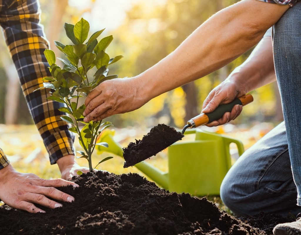 Two people planting a sapling int soil.