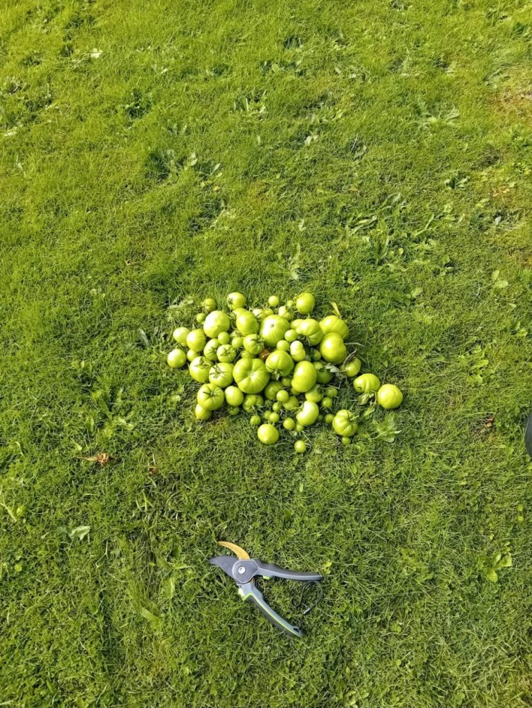 Tomatoes and gardening shears on grass.