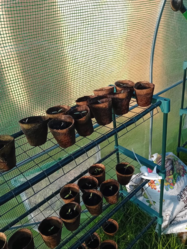 Plant pots of metal shelves.