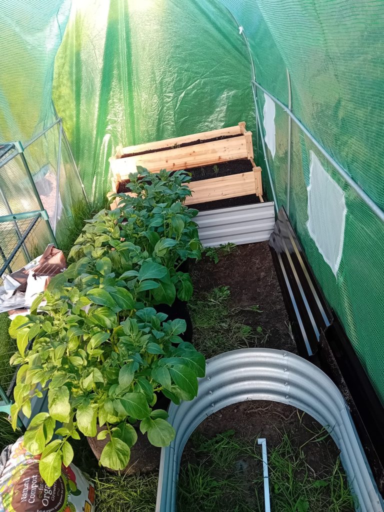 Plants covered by a plastic sheet.